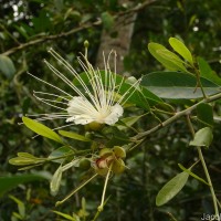 Capparis roxburghii DC.